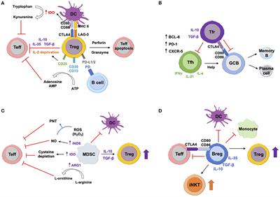 Immunoregulatory Cells in Myasthenia Gravis